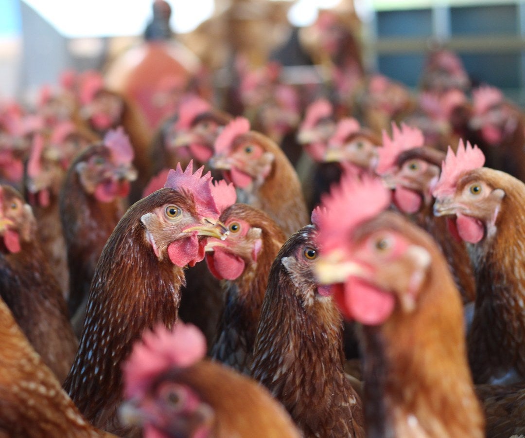Gallinas en producción