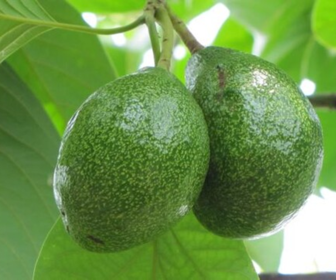 Cultivo de aguacate