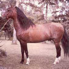 El caballo Arco