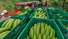 Cultivos de Plátano