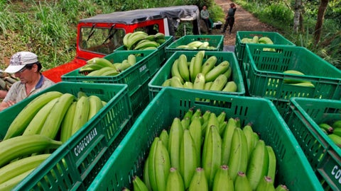 Cultivos de Plátano