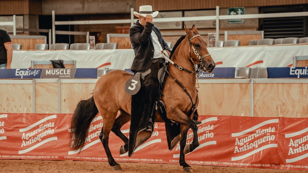 Caballo criollo colombiano.