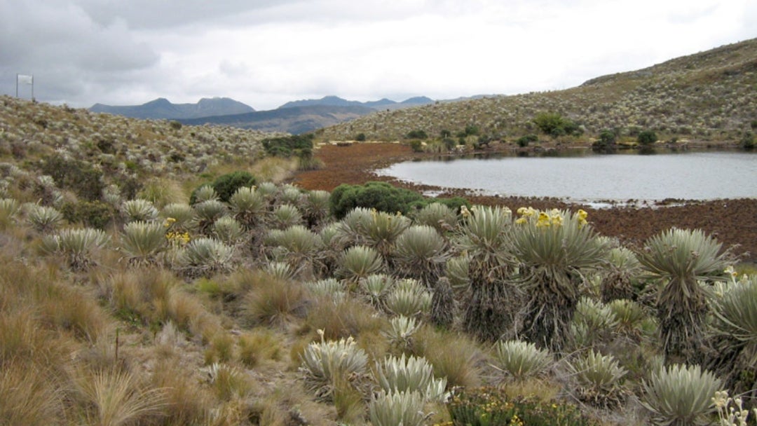 Páramo de Sumapaz - Colprensa