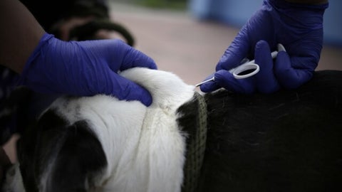 Vacunación de caninos.