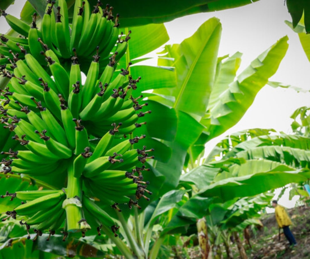 Cultivo de Plátano.