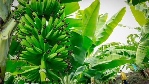 Cultivo de Plátano.