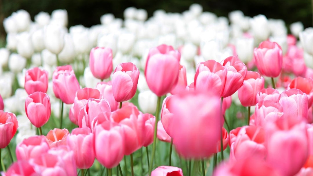 Cultivo de tulipanes: Basf.