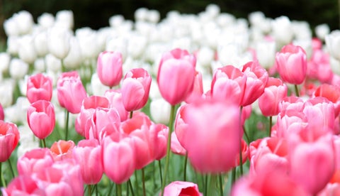 Controle el estrés en su cultivo de flores para reducir la marchitez por el  gas etileno