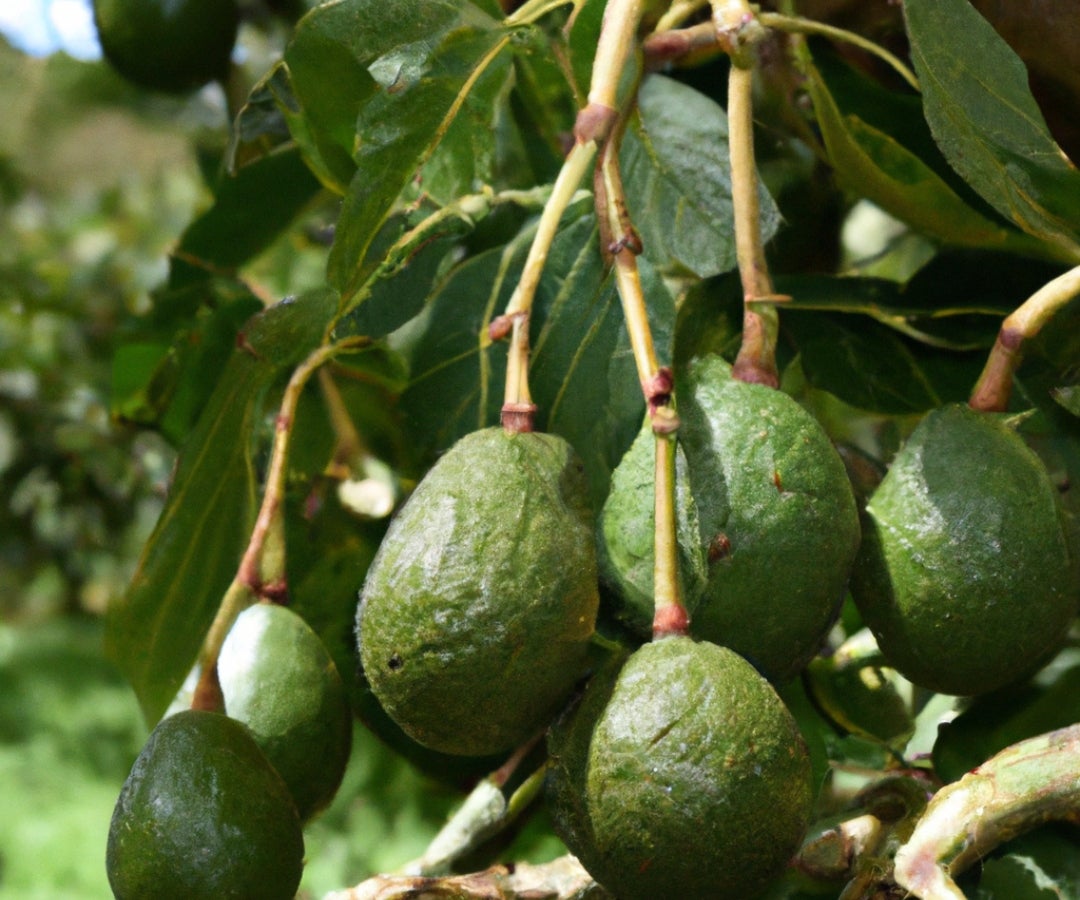 Cultivo de Aguacate Hass.