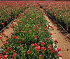 Cultivo de flores. Cultivo de flores.