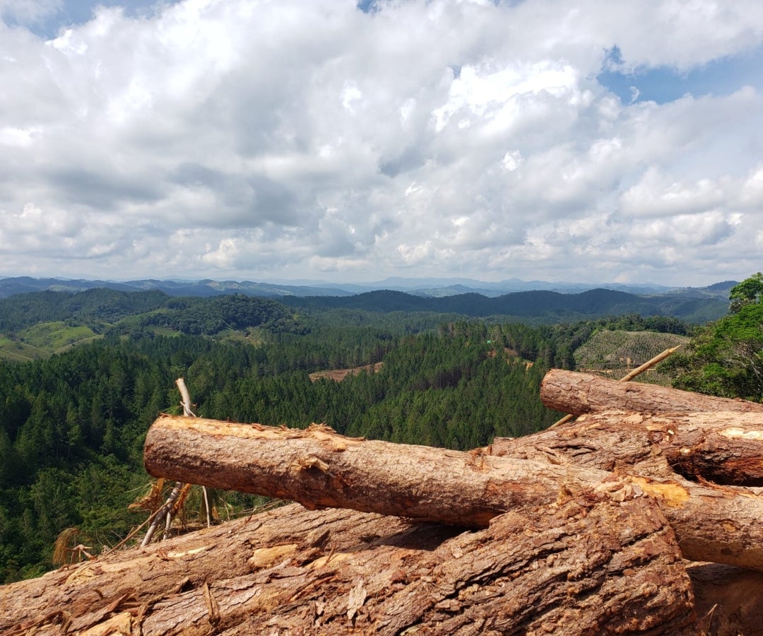 Imagen de Fedemaderas