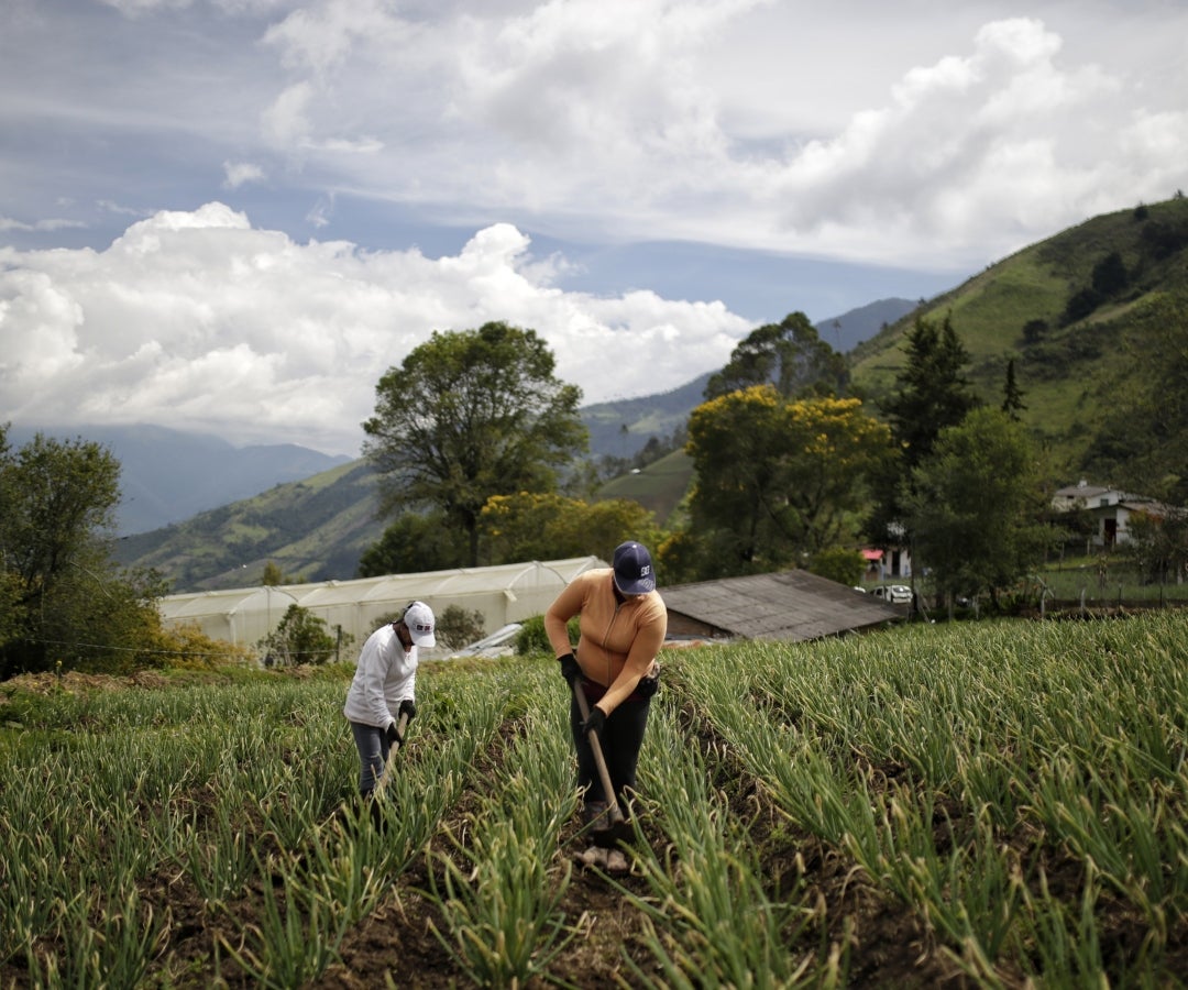 Campesinos asociados - Colprensa