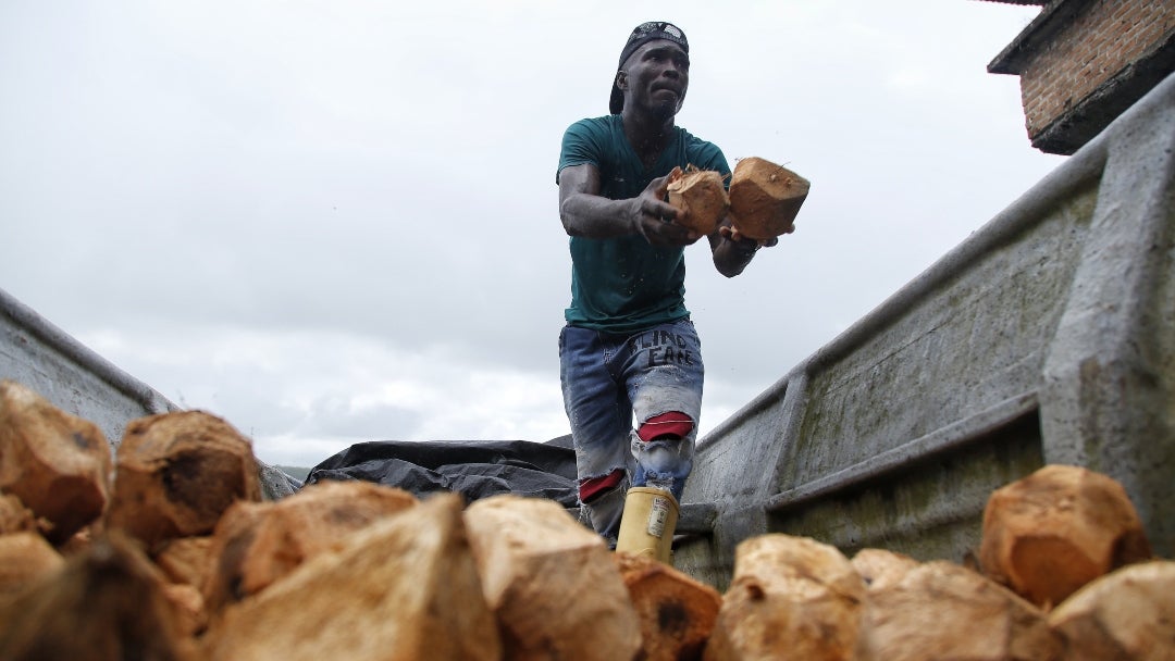 Productores de coco en Tumaco - Colprensa