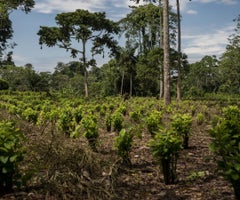 Cultivo de coca en Putumayo Cultivo de coca en Putumayo