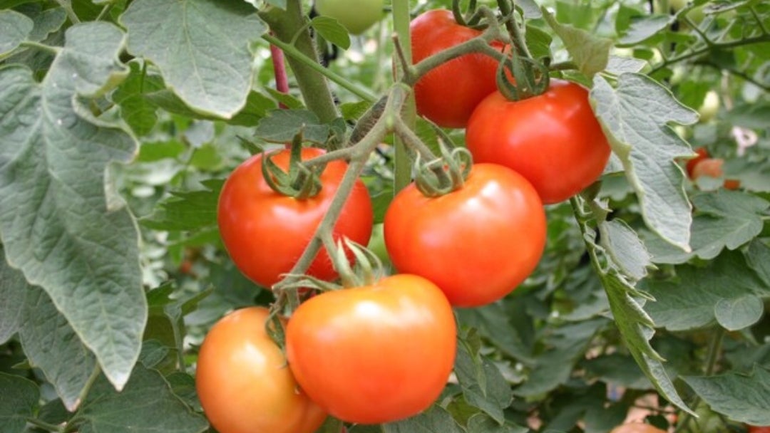 Cultivo de tomates. Colprensa.