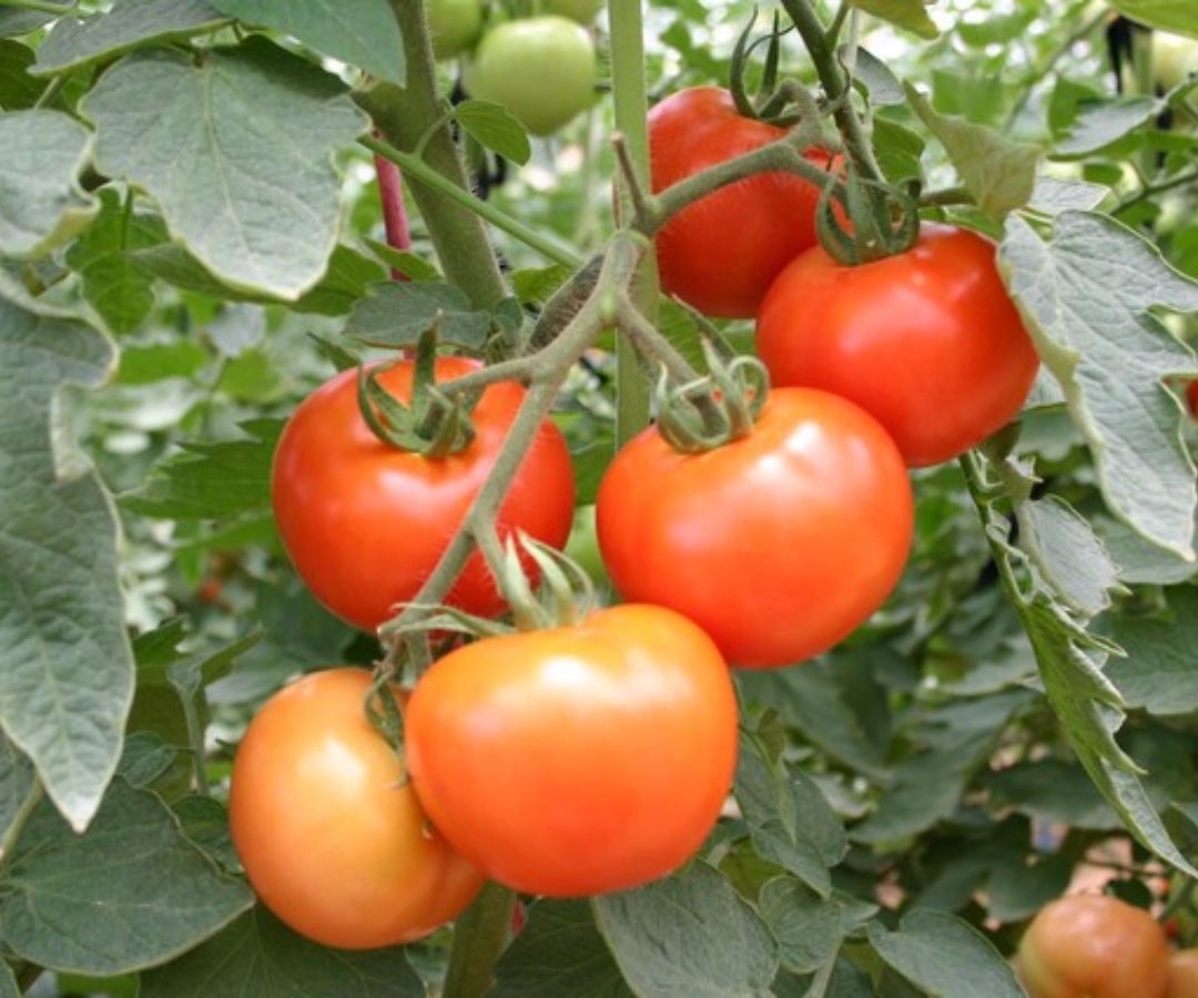 Cultivo de tomates. Colprensa.