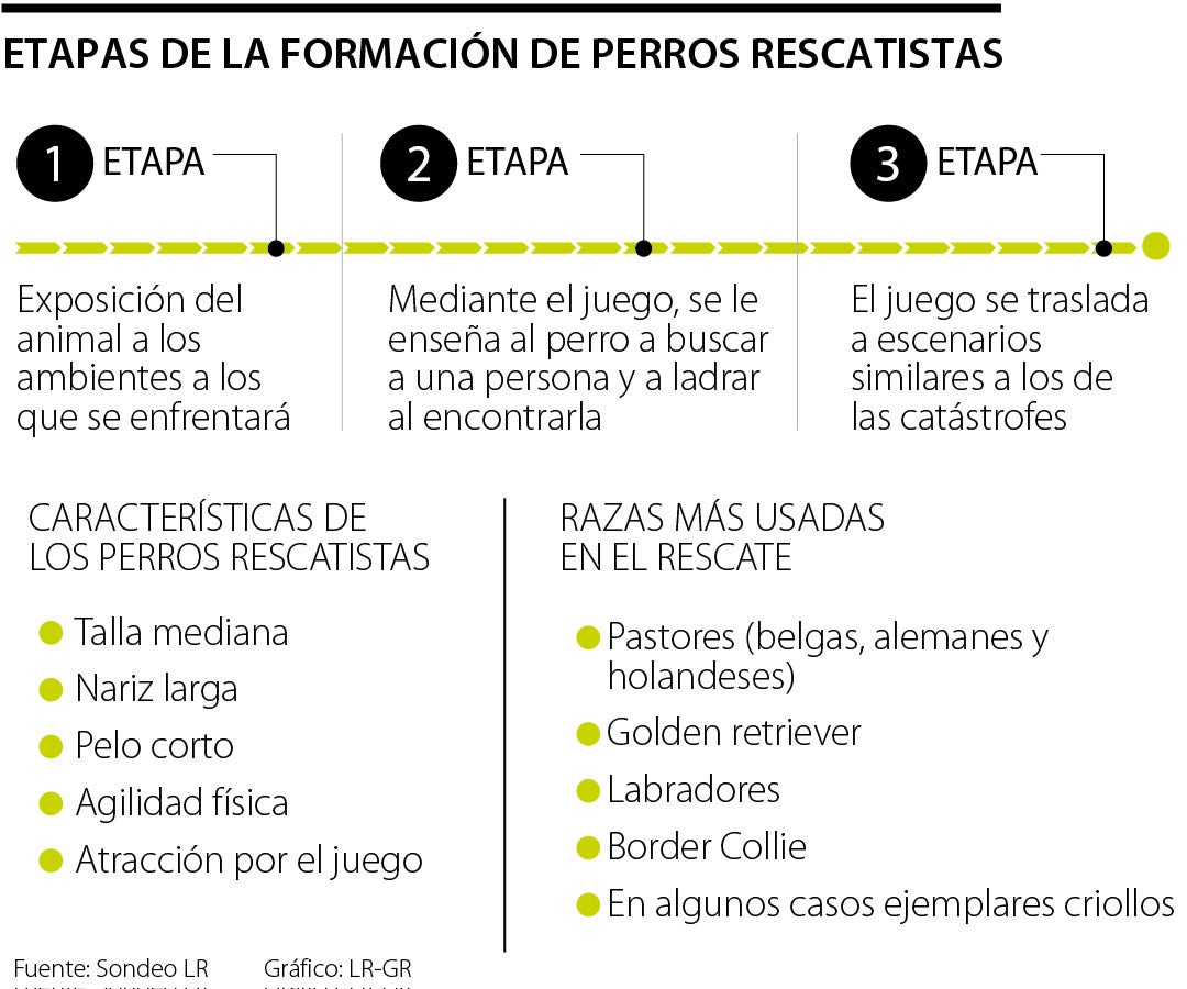 Entrenamiento de perros especializados