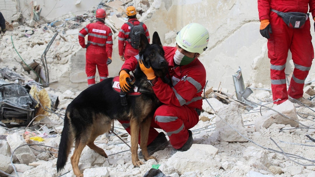Perros de rescate - Reuters