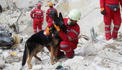 Perros de rescate - Reuters