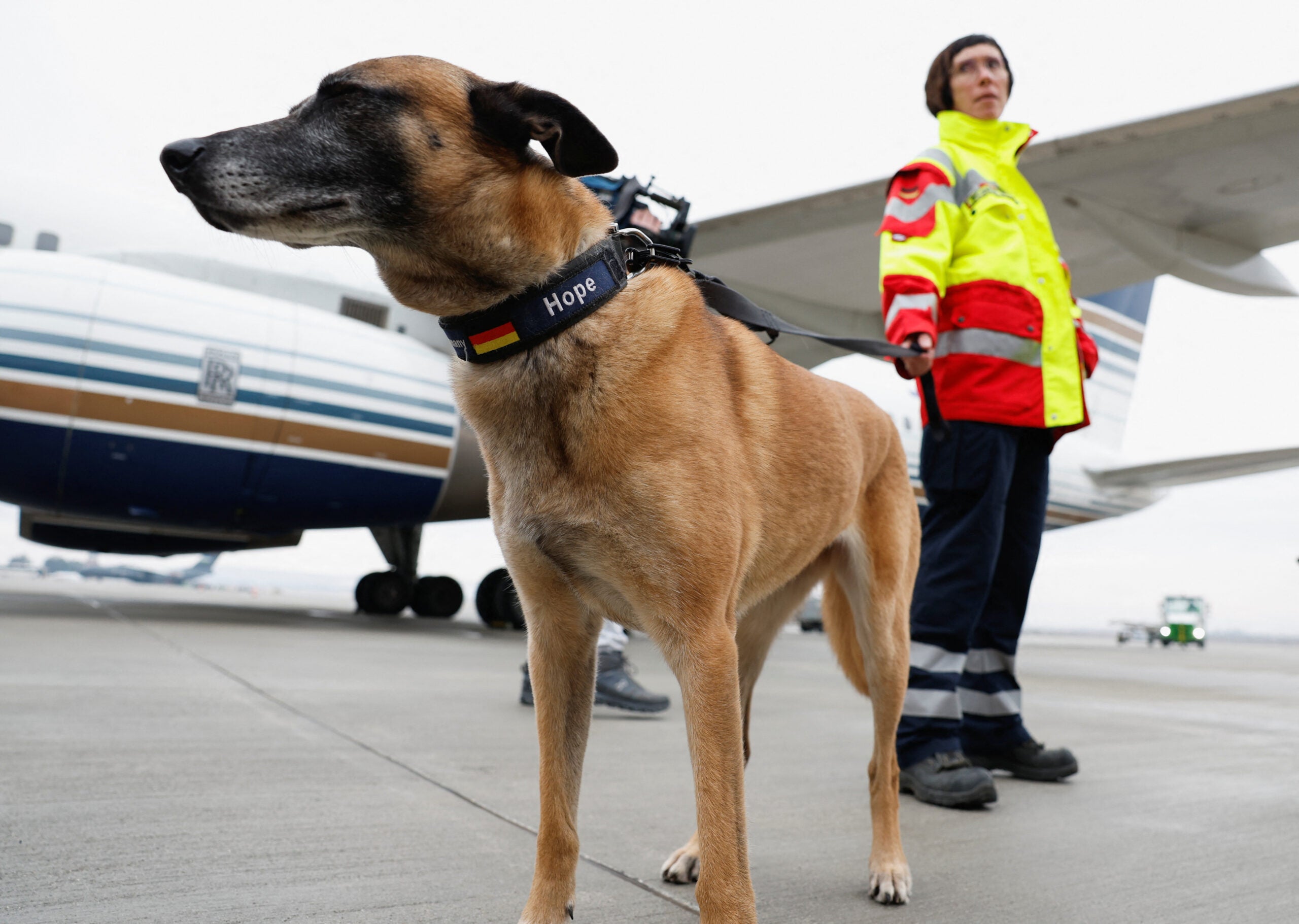 Perros de rescate - Reuters