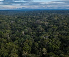 Selva tropical, Amazonas. Foto: Bloomberg.