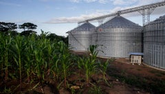 Cultivo de arroz - Colprensa