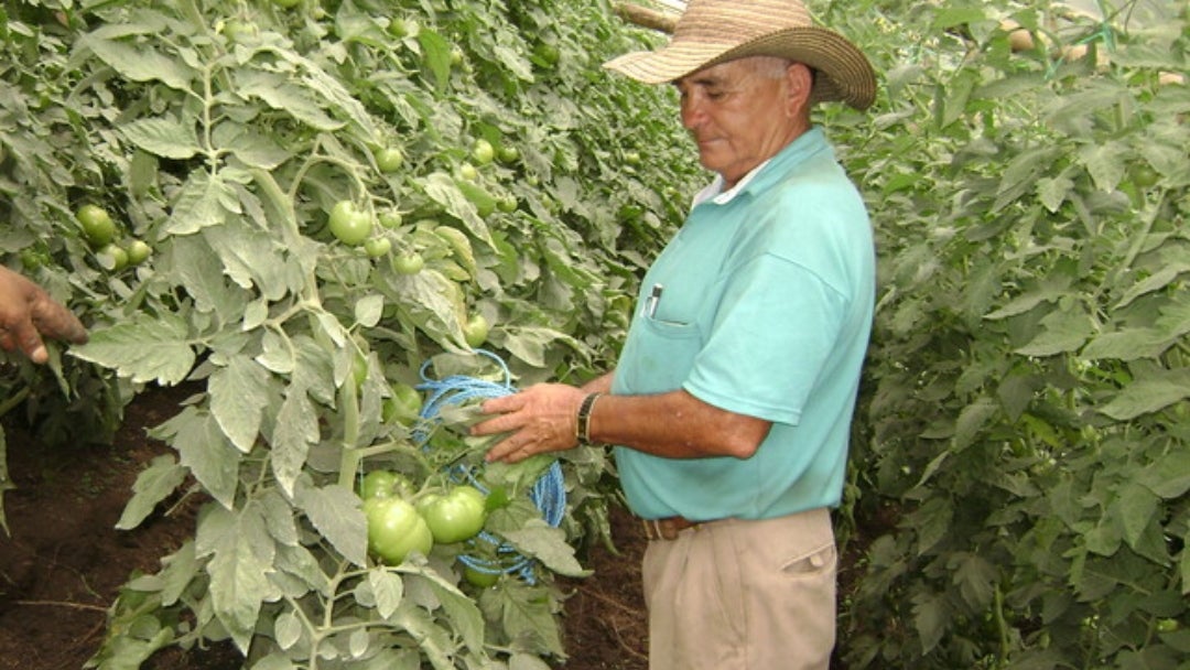 Cultivos de fruta. Colprensa.