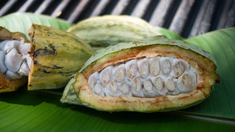 Ripe Cacao beans in Mexico. Photographer: Mauricio Palos/Bloomberg
