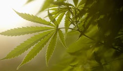 Cannabis - Reuters Cannabis - Reuters