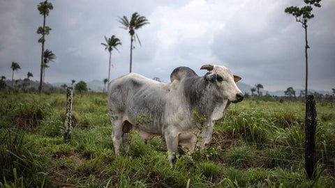 Vaca - Bloomberg