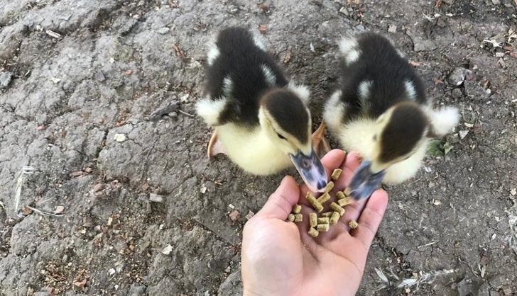 los patos comen comida para perros