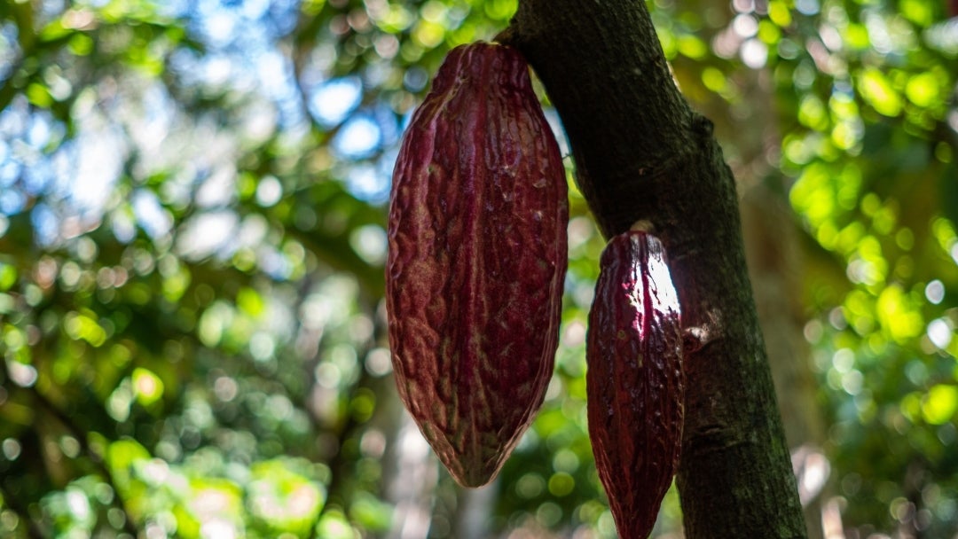 Cacao - Bloomberg