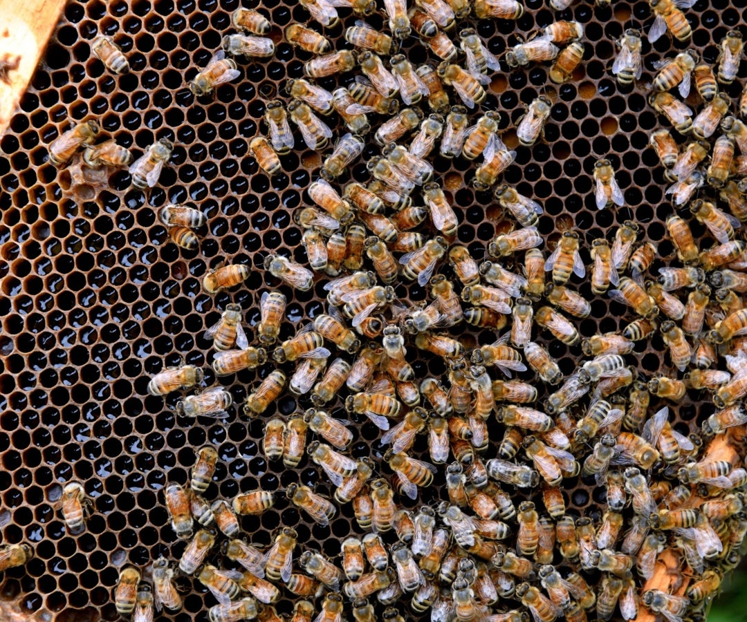 Colmena de abejas