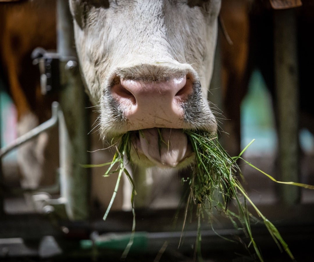 Alimentación de ganado - Bloomberg