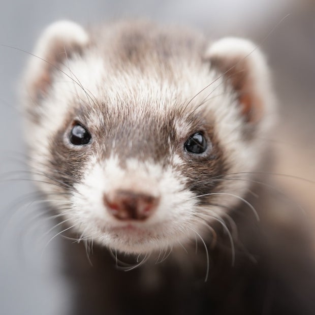 Quiere tener un hurón como mascota? Los cuatro cuidados que debe tener en  cuenta | Agronegocios.co