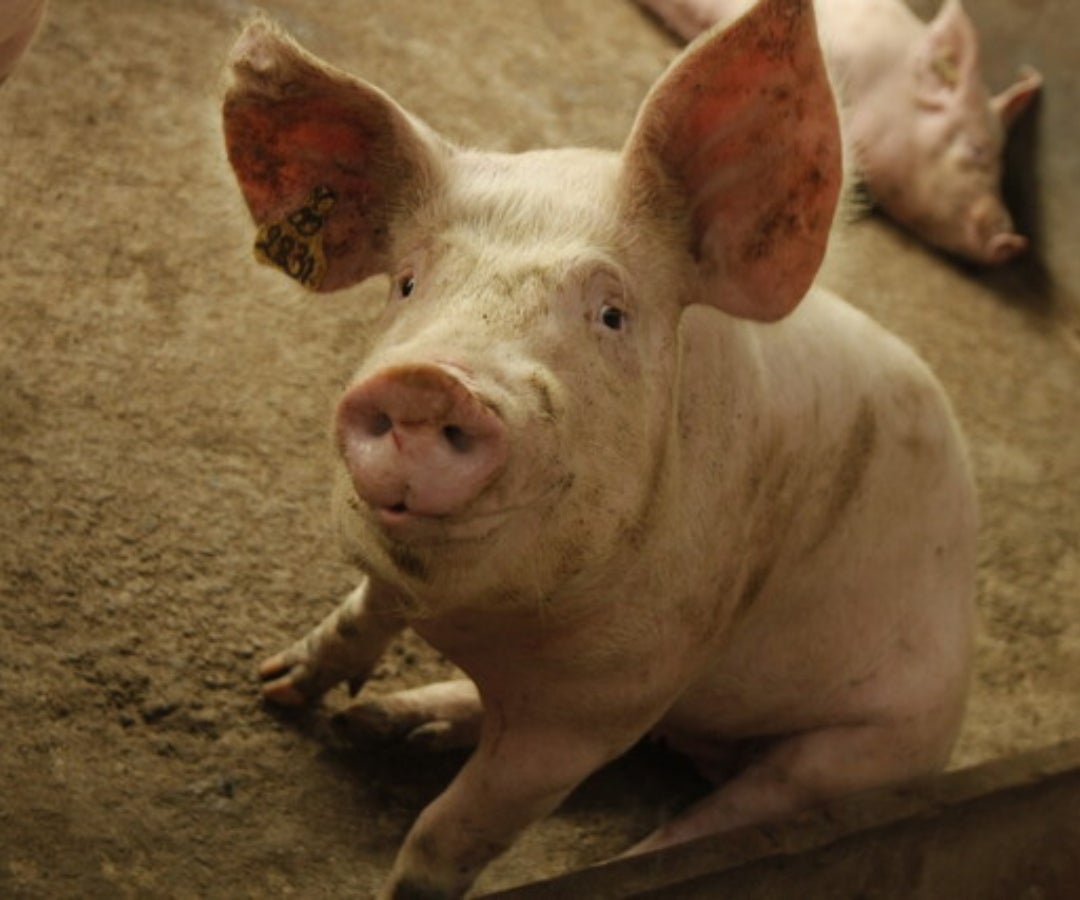 Porcino, imagen de Colprensa.