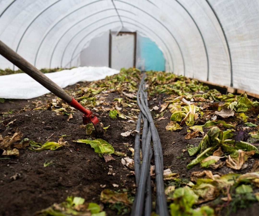 Siembra, imagen de Bloomberg.