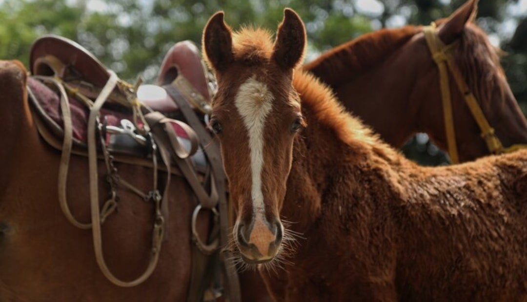 Scabies, dermatitis or ringworm are the most common skin diseases in horses