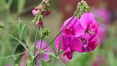 Flores sweet pea