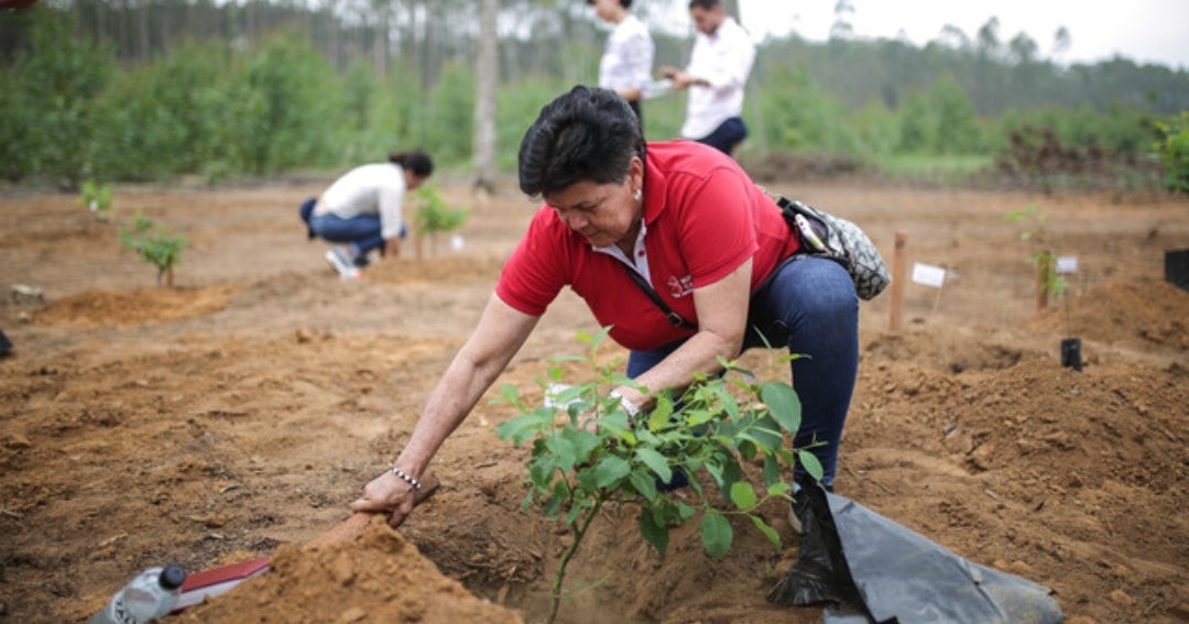 Promoting Soil Health: The Asohofrucol Tropical Agriculture Model