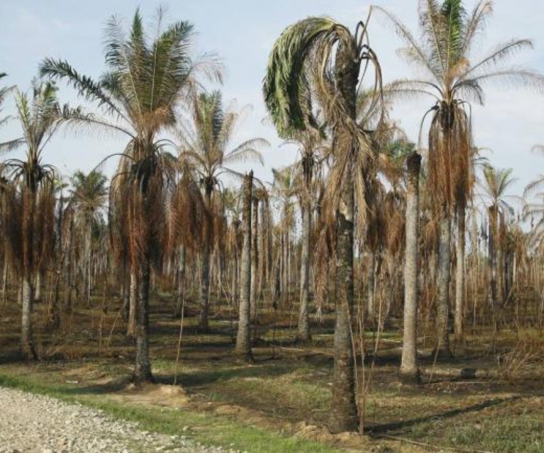 Pudrición del cogollo - Colprensa