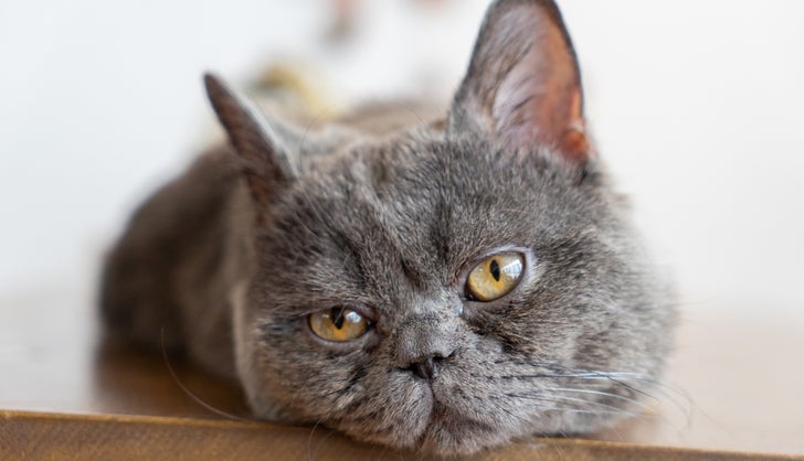 Gato