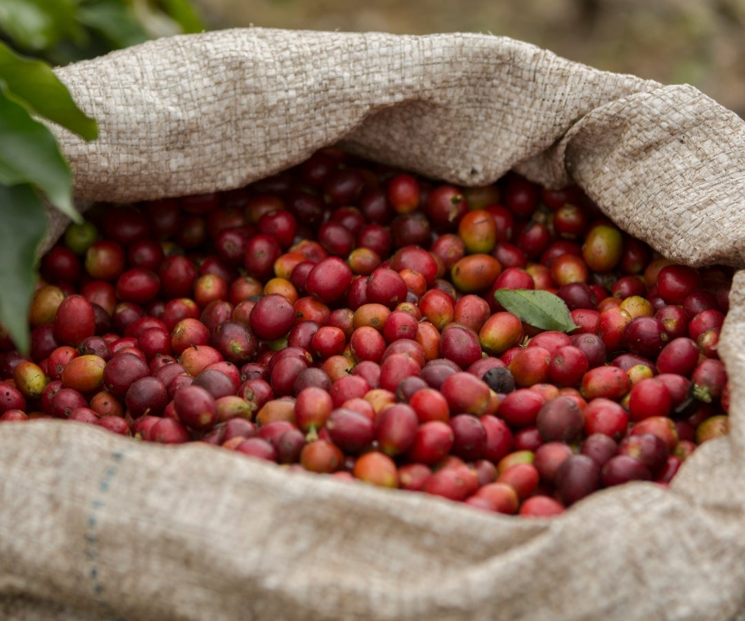 Granos de café cosechados