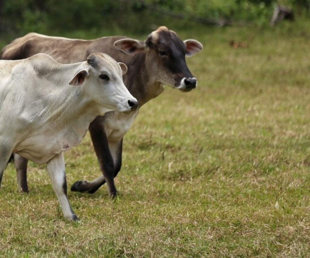 Bovinos, Colprensa.