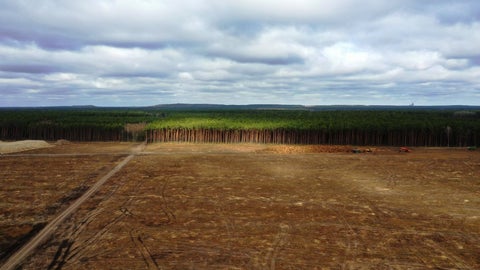 Deforestación - Bloomberg