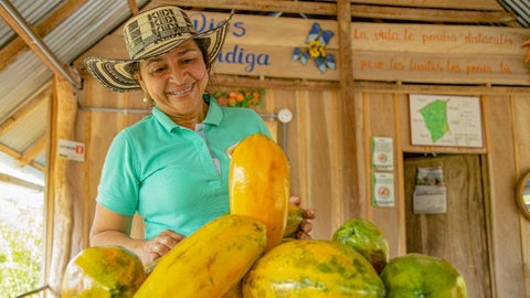 Productores de papaya - ADR