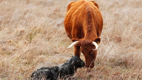Vaca y su ternero