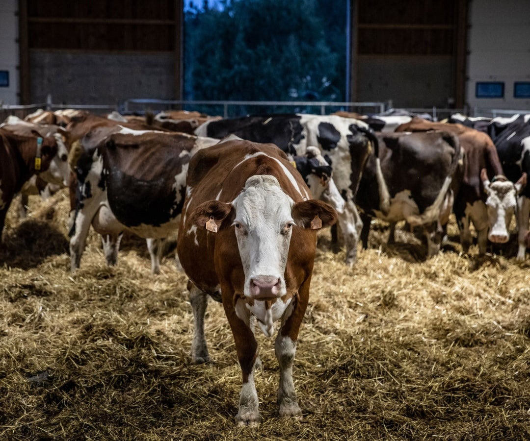 Vacas en producción