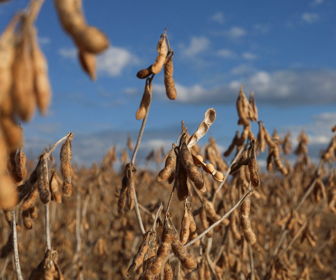 Planta de soya