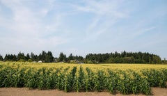 Cultivo de maíz, Bloomberg